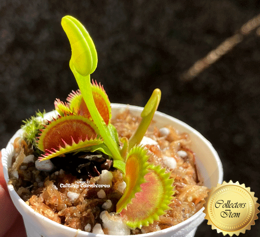 Dracula venus fly trap for sale * Buy online @ Cultivo Carnivores South Africa