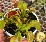 Dracula venus fly trap for sale * Buy online @ Cultivo Carnivores South Africa