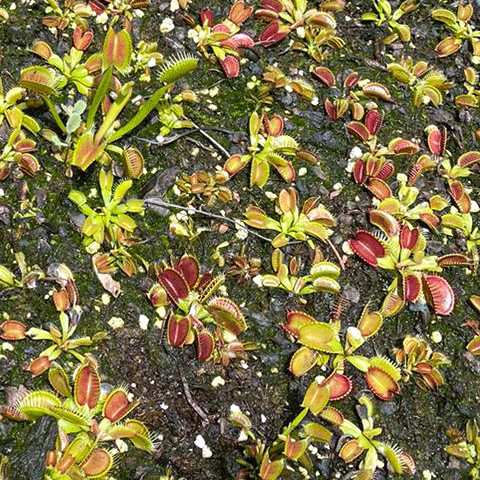 VENUS FLYTRAP:  Mixed varieties | Buy carnivorous plants and seeds online @ South Africa's leading online plant nursery, Cultivo Carnivores