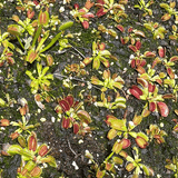 VENUS FLYTRAP:  Mixed forms | Buy carnivorous plants and seeds online @ South Africa's leading online plant nursery, Cultivo Carnivores
