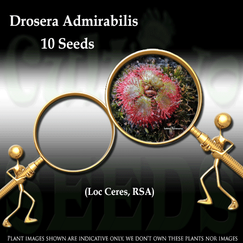 SEEDS: Sundew > Drosera Admirabilis loc Ceres RSA for sale | Buy carnivorous plants and seeds online @ South Africa's leading online plant nursery, Cultivo Carnivores