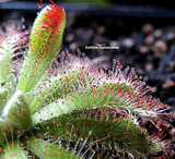 SUNDEW: Drosera Aliciae (The Alice Sundew) for sale | Buy carnivorous plants and seeds online @ South Africa's leading online plant nursery, Cultivo Carnivores