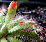 SUNDEW: Drosera Aliciae (The Alice Sundew) for sale | Buy carnivorous plants and seeds online @ South Africa's leading online plant nursery, Cultivo Carnivores
