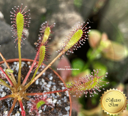 Drosera Anglica * The English sundew * Buy online South Africa