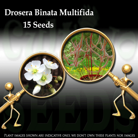 SEEDS: Sundew > Drosera Binata var multifida for sale | Buy carnivorous plants and seeds online @ South Africa's leading online plant nursery, Cultivo Carnivores