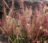 SUNDEW: Drosera Binata var. dichotoma T-form (Forkleaf Sundew) for sale | Buy carnivorous plants and seeds online @ South Africa's leading online plant nursery, Cultivo Carnivores