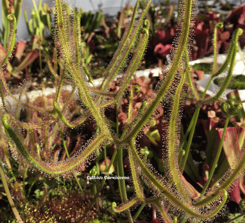 SUNDEW: Drosera Binata var Dichotoma - Giant Form (Forkleaf Sundew) for sale | Buy carnivorous plants and seeds online @ South Africa's leading online plant nursery, Cultivo Carnivores