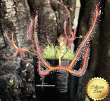 SUNDEW: Drosera Binata Marston Dragon for sale | Buy carnivorous plants and seeds online @ South Africa's leading online plant nursery, Cultivo Carnivores
