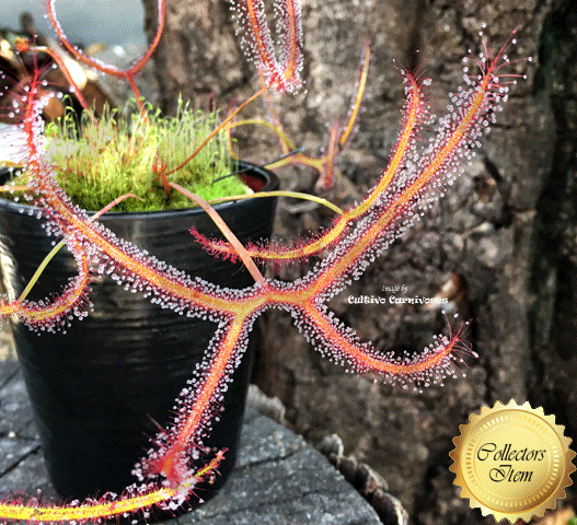 SUNDEW: Drosera Binata Marston Dragon for sale | Buy carnivorous plants and seeds online @ South Africa's leading online plant nursery, Cultivo Carnivores