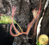 SUNDEW: Drosera Binata Marston Dragon for sale | Buy carnivorous plants and seeds online @ South Africa's leading online plant nursery, Cultivo Carnivores