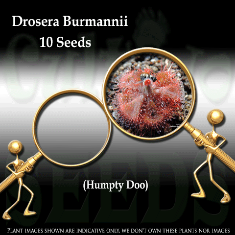 SEEDS: Sundew > Drosera Burmannii loc Humpty Doo, Australia for sale | Buy carnivorous plants and seeds online @ South Africa's leading online plant nursery, Cultivo Carnivores