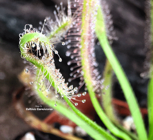 SUNDEW: Drosera Capensis, White form for sale | Buy carnivorous plants and seeds online @ South Africa's leading online plant nursery, Cultivo Carnivores