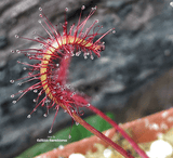 Sundew:  Drosera Capensis loc Gifberg Pass (Seed grown) for sale | Buy carnivorous plants and seeds online @ South Africa's leading online plant nursery, Cultivo Carnivores