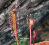 Sundew:  Drosera Capensis loc Gifberg Pass (Seed grown) for sale | Buy carnivorous plants and seeds online @ South Africa's leading online plant nursery, Cultivo Carnivores