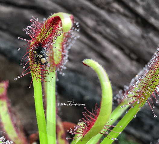 SUNDEW: Drosera Capensis, Typical Form for sale | Buy carnivorous plants and seeds online @ South Africa's leading online plant nursery, Cultivo Carnivores