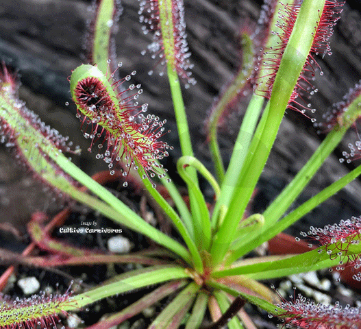SUNDEW: Drosera Capensis, Typical Form for sale | Buy carnivorous plants and seeds online @ South Africa's leading online plant nursery, Cultivo Carnivores