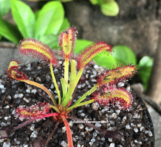 Sundew:  Drosera Capensis loc Bains Kloof for sale | Buy carnivorous plants and seeds online @ South Africa's leading online plant nursery, Cultivo Carnivores