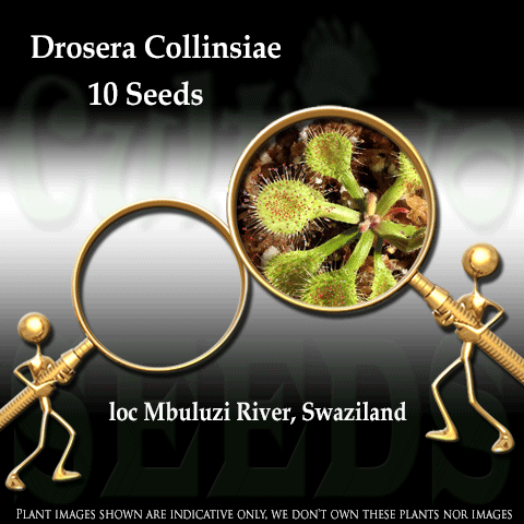 SEEDS: Sundew > Drosera Collinsiae loc Mbuluzi River Swaziland for sale | Buy carnivorous plants and seeds online @ South Africa's leading online plant nursery, Cultivo Carnivores