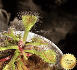 SUNDEW: Drosera Collinsiae (The Collins Sundew) for sale | Buy carnivorous plants and seeds online @ South Africa's leading online plant nursery, Cultivo Carnivores