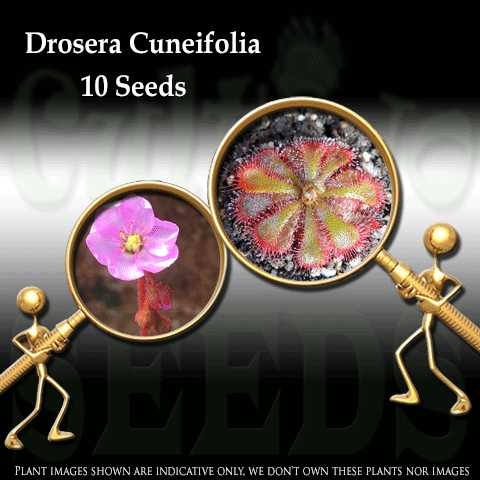 Seeds - Drosera Cuneifolia for sale | Buy carnivorous plants and seeds online @ South Africa's leading online plant nursery, Cultivo Carnivores