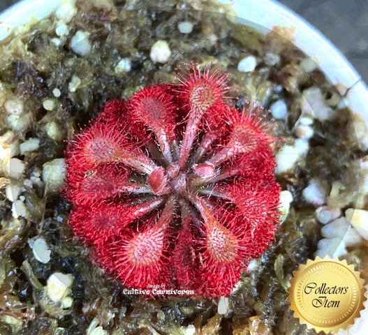 Drosera Esmeraldae (Cerro Duida, Venezuela) • Rare Collector's Sundew