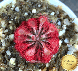 COLLECTORS ITEM:  Drosera Esmeraldae loc Cerro Duida, Venezuela