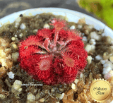 COLLECTORS ITEM:  Drosera Esmeraldae loc Cerro Duida, Venezuela