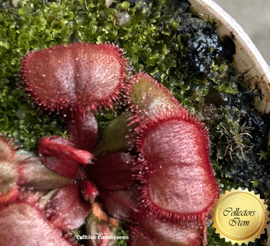 Sundew: Drosera Falconeri (Petiolaris Complex) for sale | Buy carnivorous plants and seeds online @ South Africa's leading online plant nursery, Cultivo Carnivores