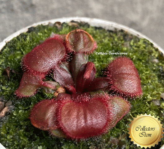 Sundew: Drosera Falconeri (Petiolaris Complex) for sale | Buy carnivorous plants and seeds online @ South Africa's leading online plant nursery, Cultivo Carnivores