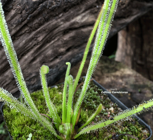 Sundew:  Drosera Filiformis var Tracyi (Thread leaf Sundew) for sale | Buy carnivorous plants and seeds online @ South Africa's leading online plant nursery, Cultivo Carnivores