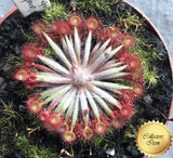 Sundew: Drosera aff Lanata (Petiolaris Complex) for sale | Buy carnivorous plants and seeds online @ South Africa's leading online plant nursery, Cultivo Carnivores