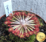 Sundew: Drosera aff Lanata (Petiolaris Complex) for sale | Buy carnivorous plants and seeds online @ South Africa's leading online plant nursery, Cultivo Carnivores