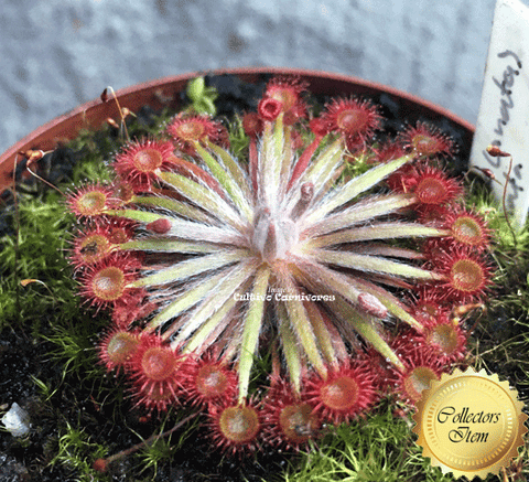 Sundew: Drosera aff lanata flying fox creek (Petiolaris Complex) for sale | Buy carnivorous plants and seeds online @ South Africa's leading online plant nursery, Cultivo Carnivores