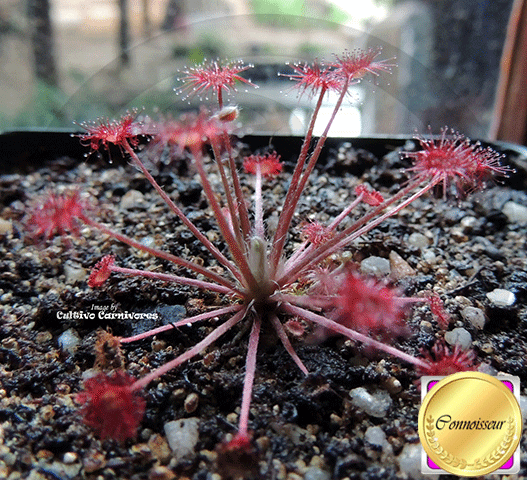 SUNDEW: Drosera Paradoxa (Petiolaris Complex) for sale | Buy carnivorous plants and seeds online @ South Africa's leading online plant nursery, Cultivo Carnivores