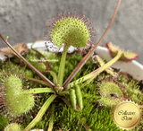 RARE! COLLECTORS ITEM:  Drosera Prolifera (Queensland triad) > Flowering size ➡️ Exact plant pictured