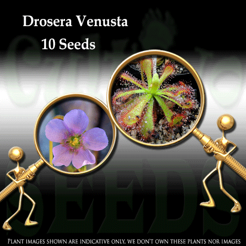 SEEDS: Sundew > Drosera Venusta for sale | Buy carnivorous plants and seeds online @ South Africa's leading online plant nursery, Cultivo Carnivores
