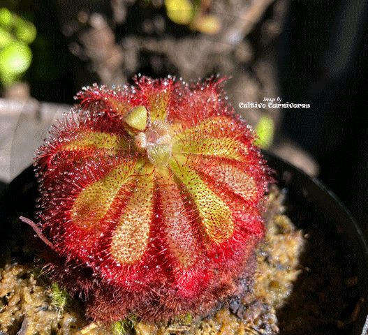 Drosera Admirabilis location Palmiet river, South Africa * Buy online