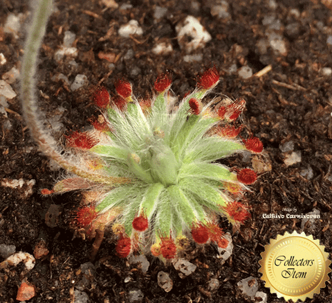 Sundew:  Drosera aff. Lanata (Petiolaris Complex) for sale | Buy carnivorous plants and seeds online @ South Africa's leading online plant nursery, Cultivo Carnivores