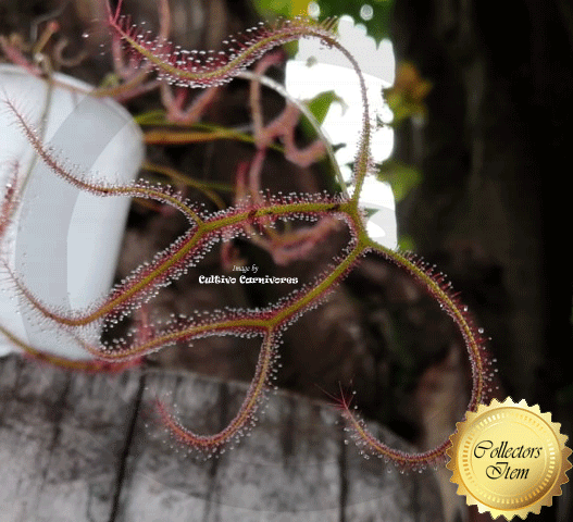 Sundew: Drosera Binata location Evan's Head, NSW for sale | Buy carnivorous plants and seeds online @ South Africa's leading online plant nursery, Cultivo Carnivores