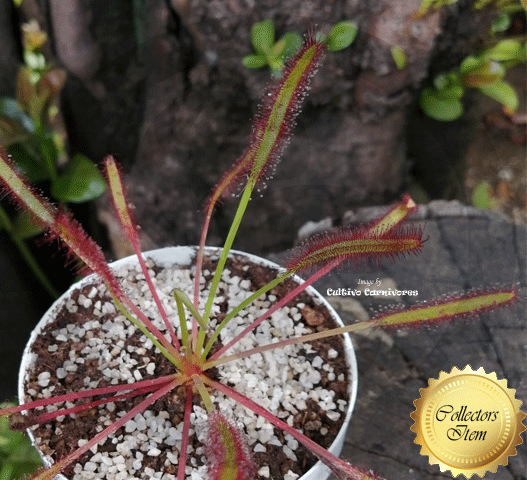 Drosera Capensis (Triffid Rose) •  Cape sundew hybrid • Triffid Park, AUS