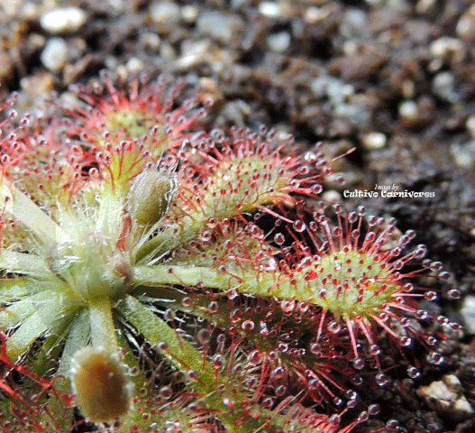 Sundew:  Drosera Capillaris loc. Costa Rica for sale | Buy carnivorous plants and seeds online @ South Africa's leading online plant nursery, Cultivo Carnivores