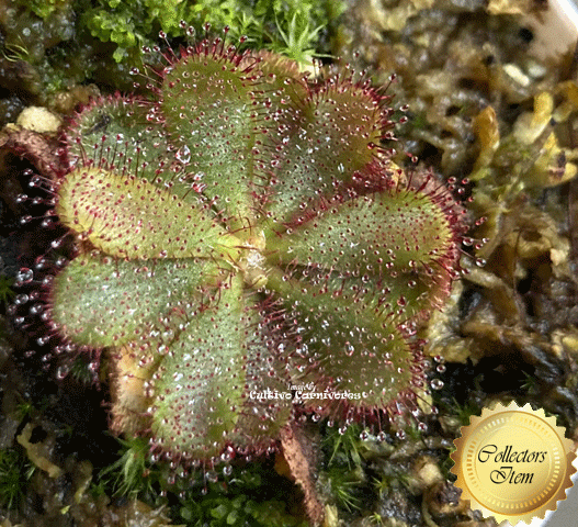 Drosera hamiltonii – Rare collector sundew, original BCP import, fully acclimatised and ready to grow • Cultivo Carnivores South Africa