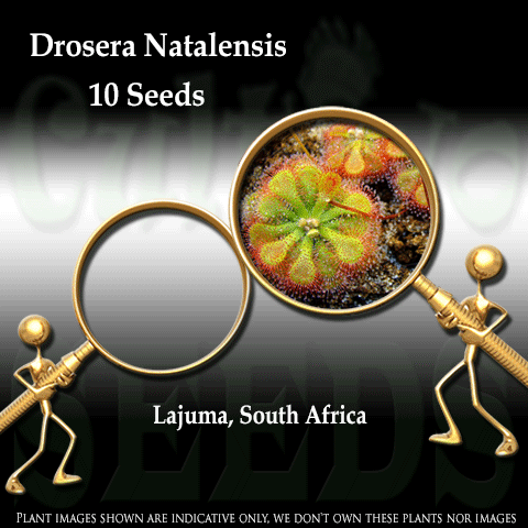 Seeds - Drosera Natalensis for sale | Buy carnivorous plants and seeds online @ South Africa's leading online plant nursery, Cultivo Carnivores