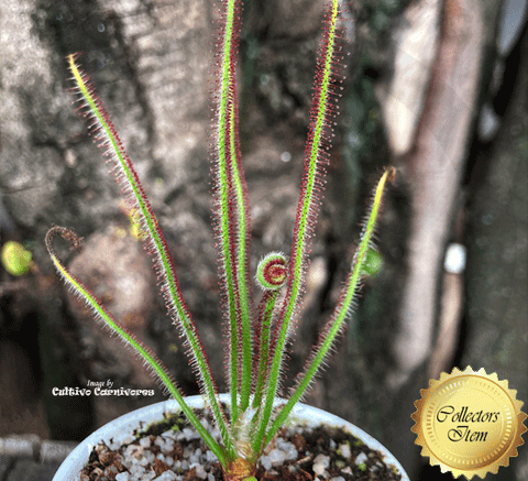 SUNDEW: Drosera Spiralis for sale | Buy carnivorous plants and seeds online @ South Africa's leading online plant nursery, Cultivo Carnivores