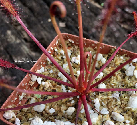 Sundew:  Drosera Capensis loc Gifberg Pass (Seed grown) for sale | Buy carnivorous plants and seeds online @ South Africa's leading online plant nursery, Cultivo Carnivores