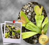 VENUS FLYTRAP: Schuppenstiel for sale | Buy carnivorous plants and seeds online @ South Africa's leading online plant nursery, Cultivo Carnivores