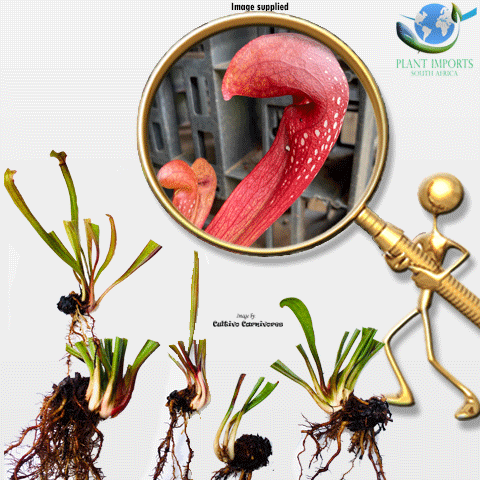 EARLY ACCESS > Sarracenia Formosa f. red ex C.Klein * M/L