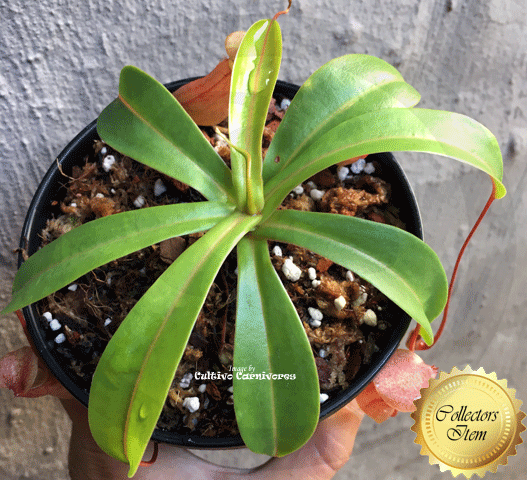 TROPICAL PITCHER PLANT: Cultivo's mixed Nepenthes (Cultivo Exclusive) for sale | Buy carnivorous plants and seeds online @ South Africa's leading online plant nursery, Cultivo Carnivores