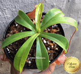TROPICAL PITCHER PLANT: Cultivo's mixed Nepenthes (Cultivo Exclusive) for sale | Buy carnivorous plants and seeds online @ South Africa's leading online plant nursery, Cultivo Carnivores