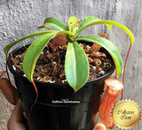 COLLECTORS ITEM 🌟 Cultivo's mixed Nepenthes 📏 13-16cm > Exact plant pictured for sale | Buy carnivorous plants and seeds online @ South Africa's leading online plant nursery, Cultivo Carnivores